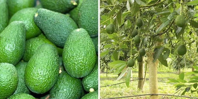 Przepisy na guacamole