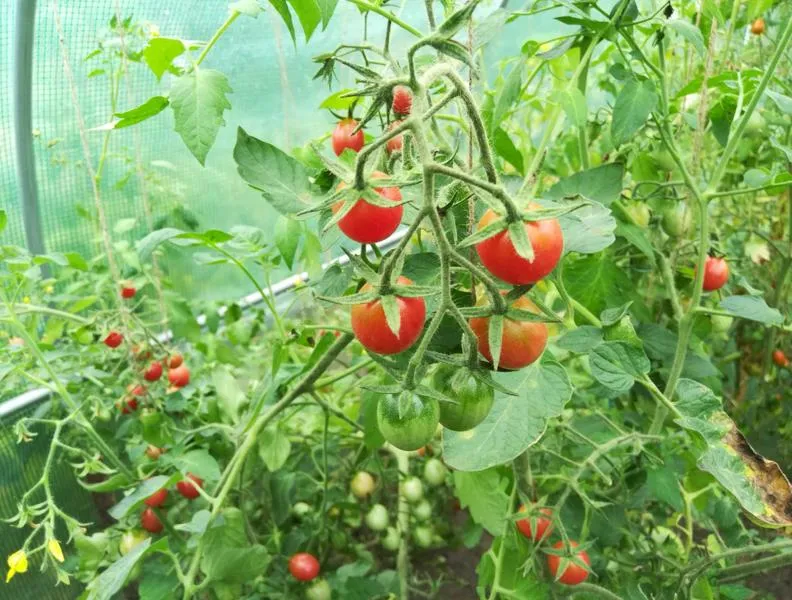 Przycinanie pomidorów koktajlowych