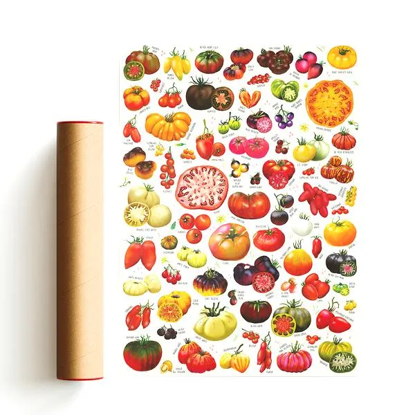 Przyczyny niedojrzewania pomidorów