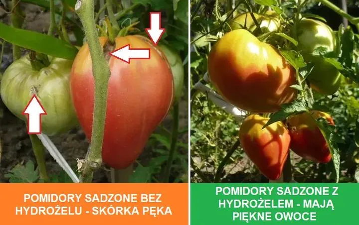 Przyczyny pękania pomidorów