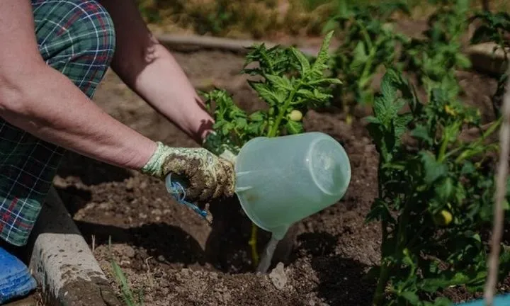 Przygotowanie gleby po pomidorach