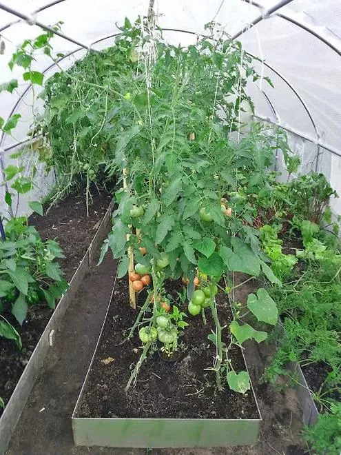 Przygotowanie gleby pod pomidory