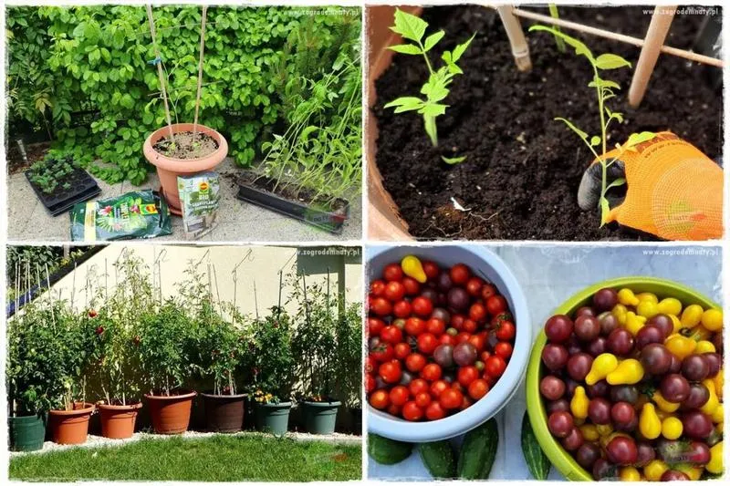 Przygotowanie podłoża i nawożenie pomidorów