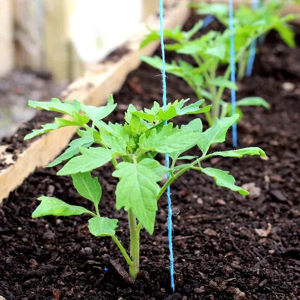 Przygotowanie rozsady pomidorów