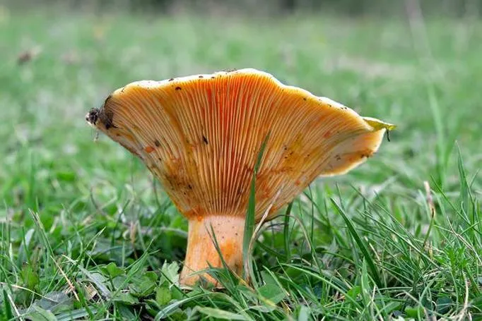 Przygotowanie rydzów