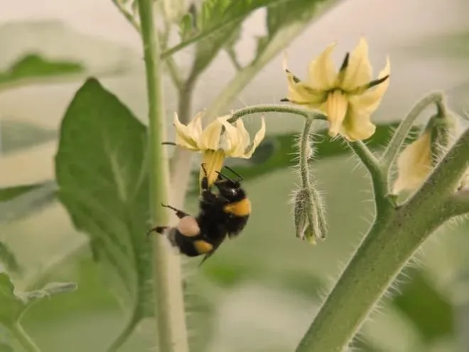 Rola trzmieli w zapylaniu