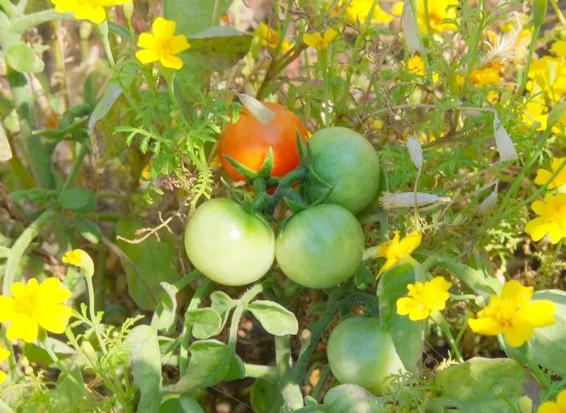 Rośliny towarzyszące pomidorom