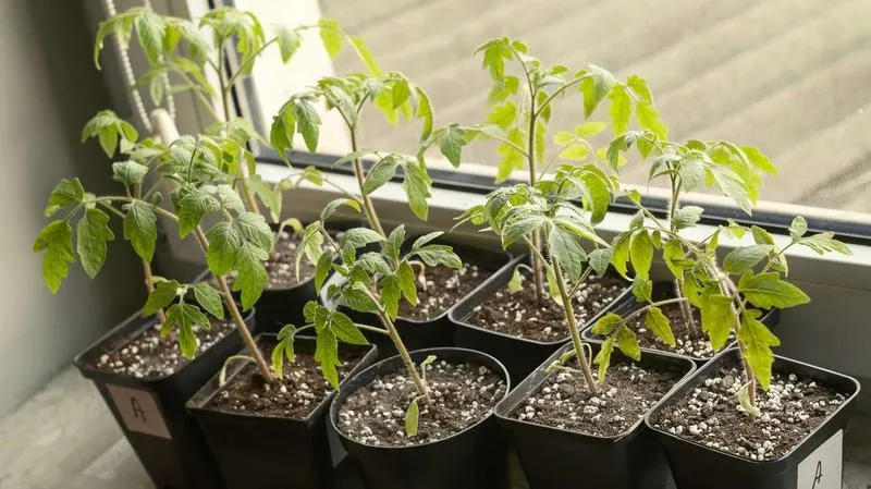 Sadzenie pomidorów w butelkach