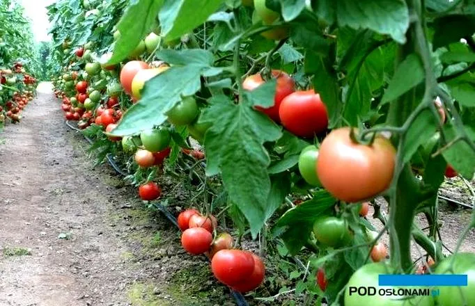 Sadzenie pomidorów w tunelu