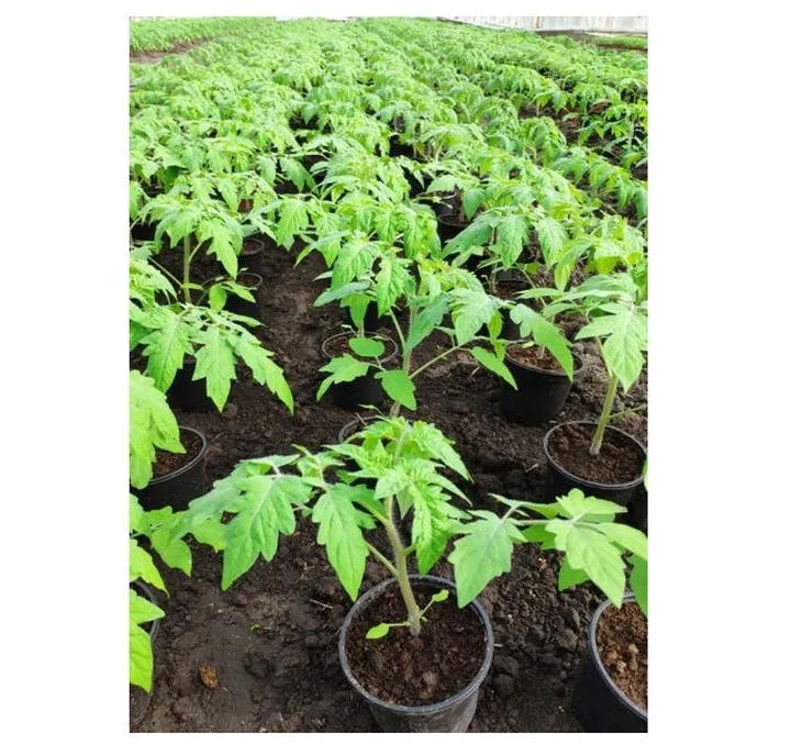 Sadzonki pomidorów koktajlowych