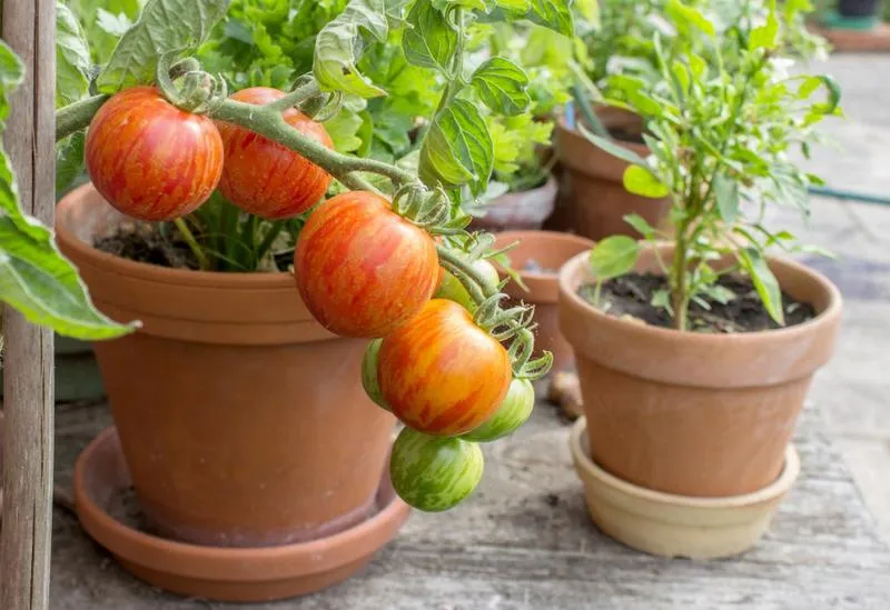 Siew pomidorów w doniczce