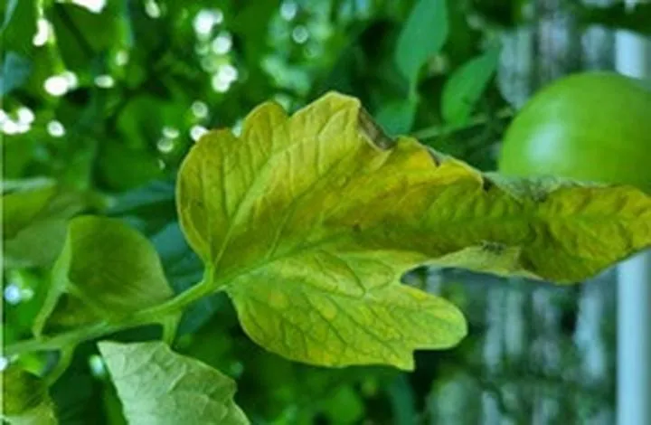 Skuteczna profilaktyka pomidorów