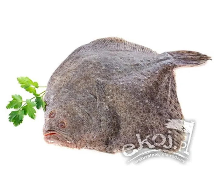 Smak turbot