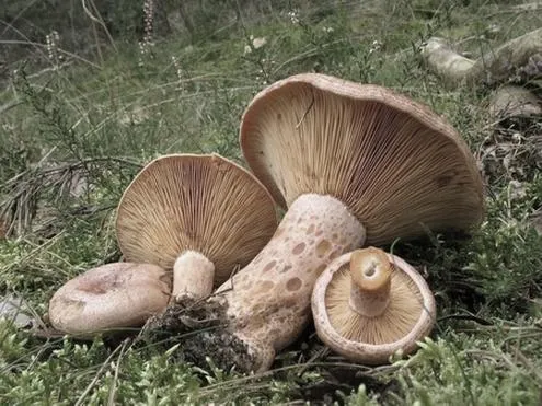 Smażenie rydzów