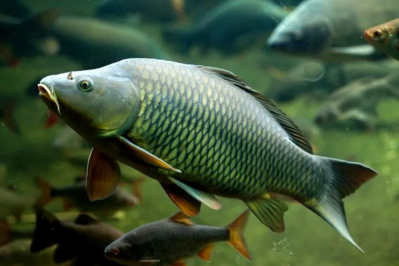 Smażony karp