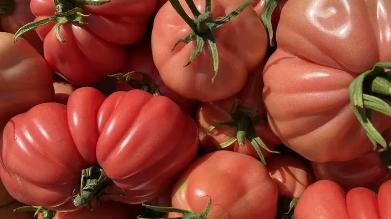 Świeżość pomidorów