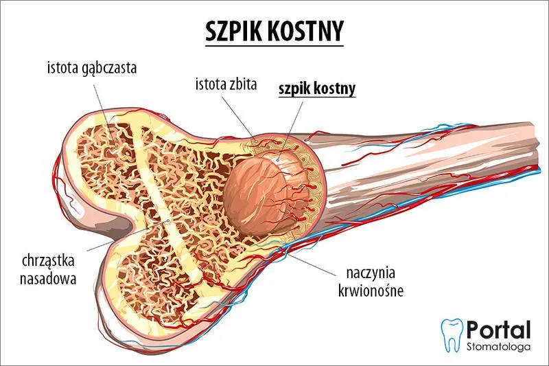 Szpik kostny wołowy
