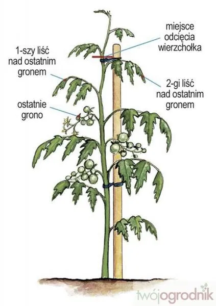 Techniki obrywania wilków