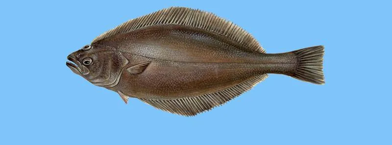 Techniki smażenia halibuta krok po kroku