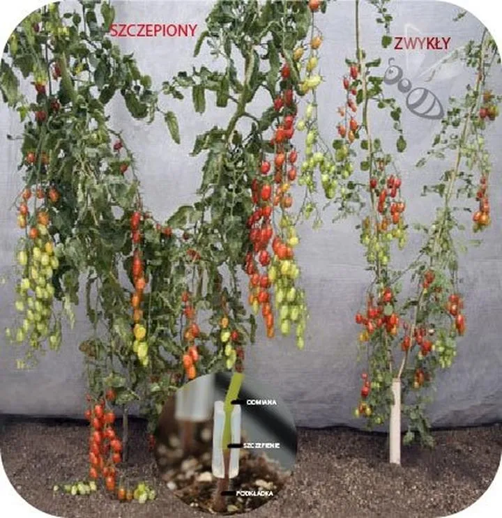 Techniki wiązania pomidorów