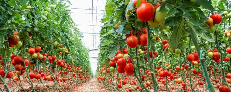 Temperatura w szklarni