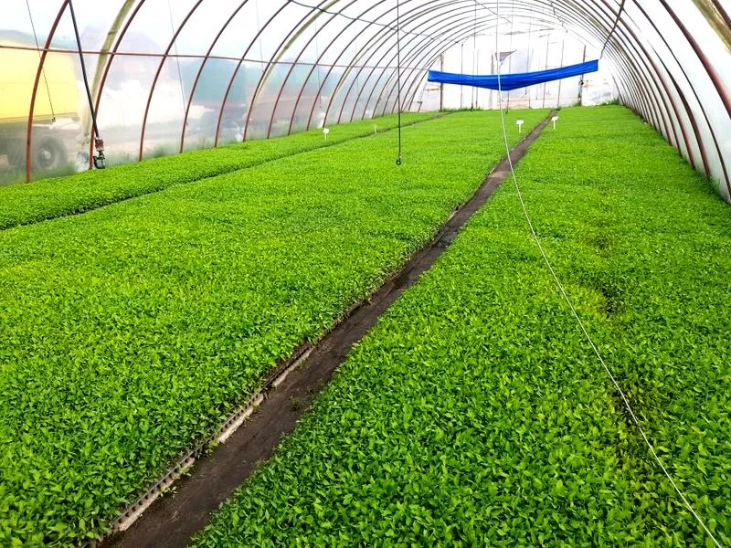 Termin wysiewu pomidorów