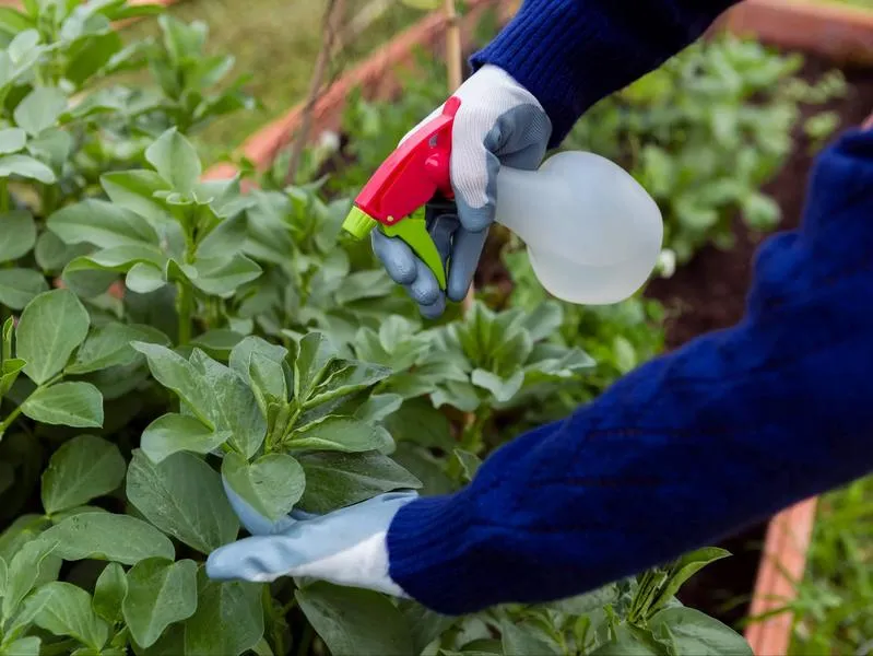 Terminy oprysku drożdżowego