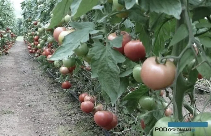 Terminy sadzenia pomidorów