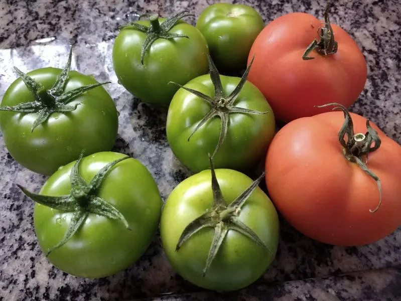 Terminy siewu pomidorów