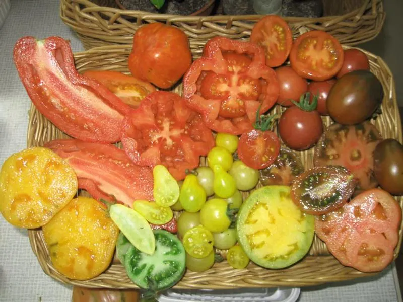 Uprawa pomidorów