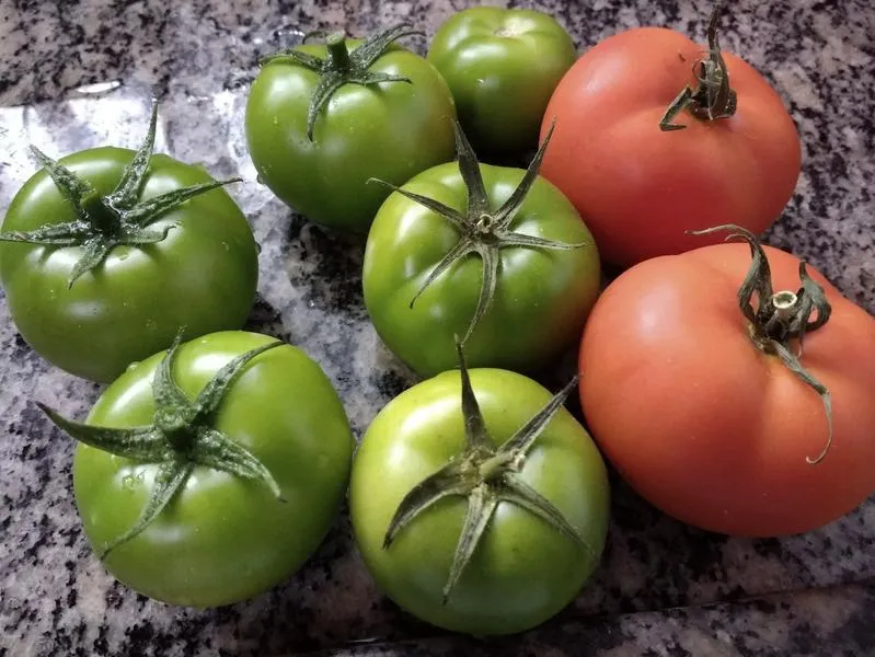 Uprawa pomidorów w Polsce