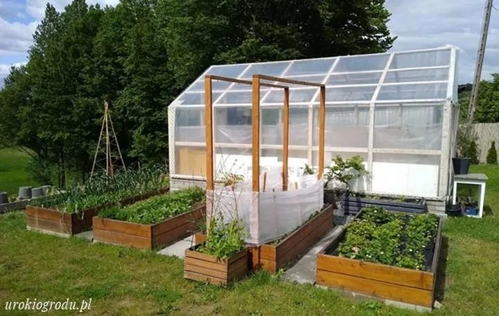 Uprawa pomidorów w ogrodzie