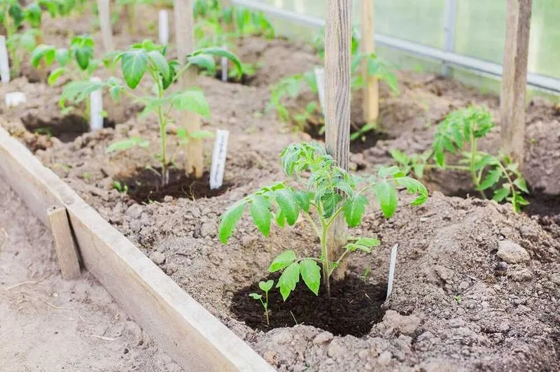 Uprawa pomidorów w pojemnikach
