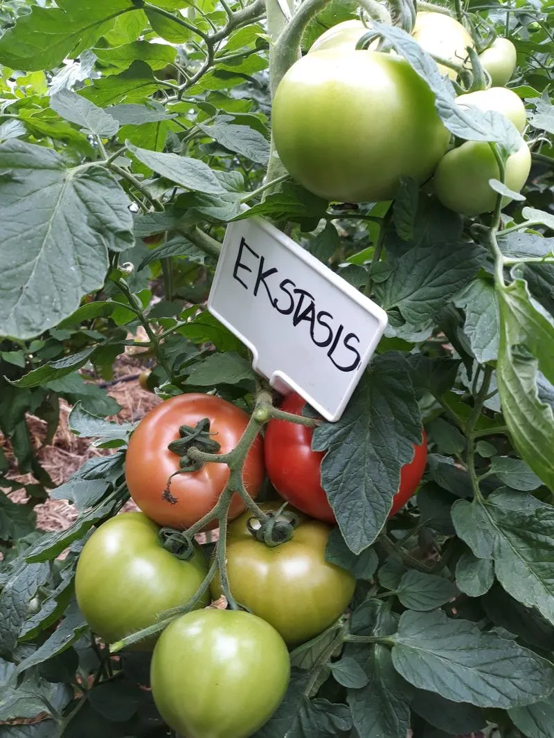 Uprawa pomidorów w tunelu