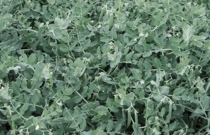 Uprawa roślin strączkowych