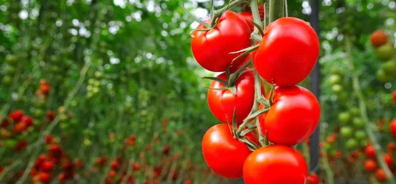 Usuwanie pędów bocznych pomidorów