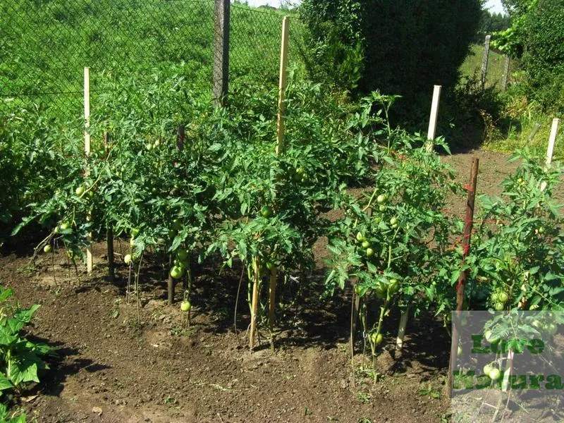 Warunki glebowe dla pomidorów