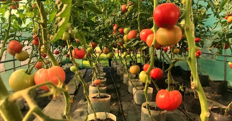Warunki uprawy pomidorów