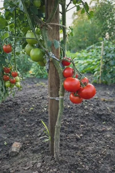 Witaminy w pomidorach