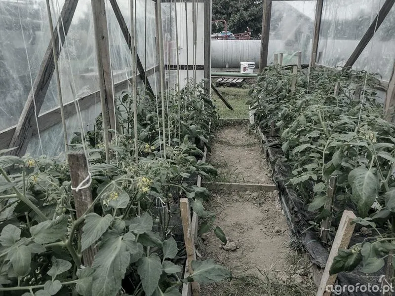 Wskazówki dla ogrodników