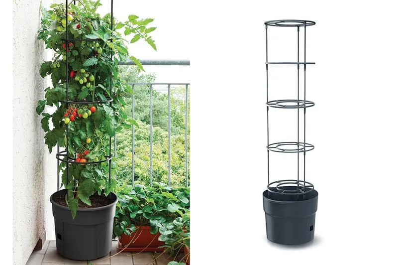 Wybór nasion pomidorów