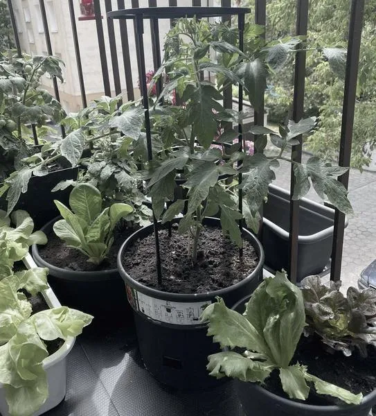 Wymiary donic dla pomidorów