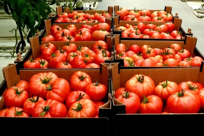 Zbiory pomidorów