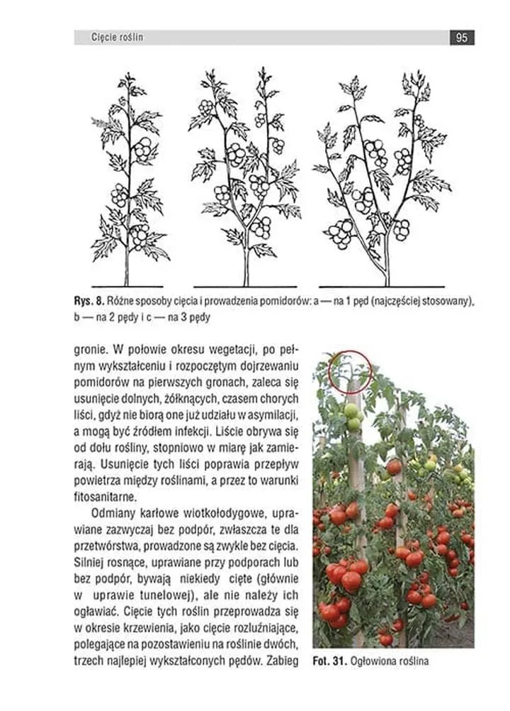 Zdrowe plony pomidorów