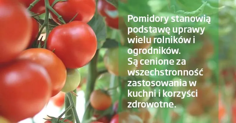 Zdrowie pomidorów