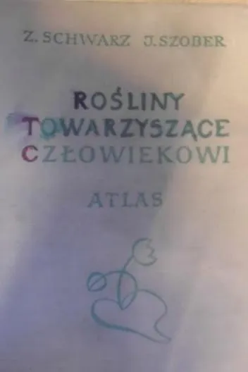 Zdrowy wzrost pomidorów