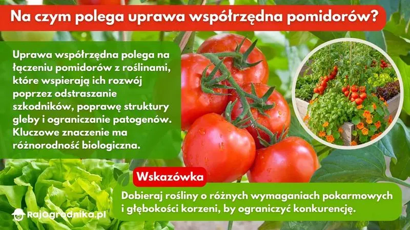 Zioła wspierające pomidory