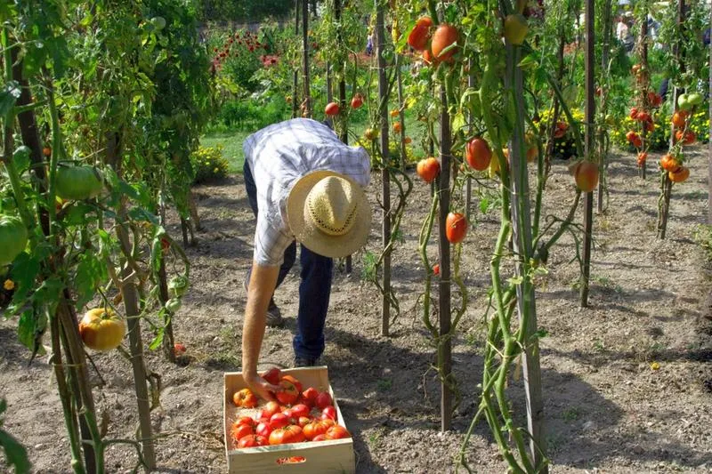 Zwiększanie plonów pomidorów