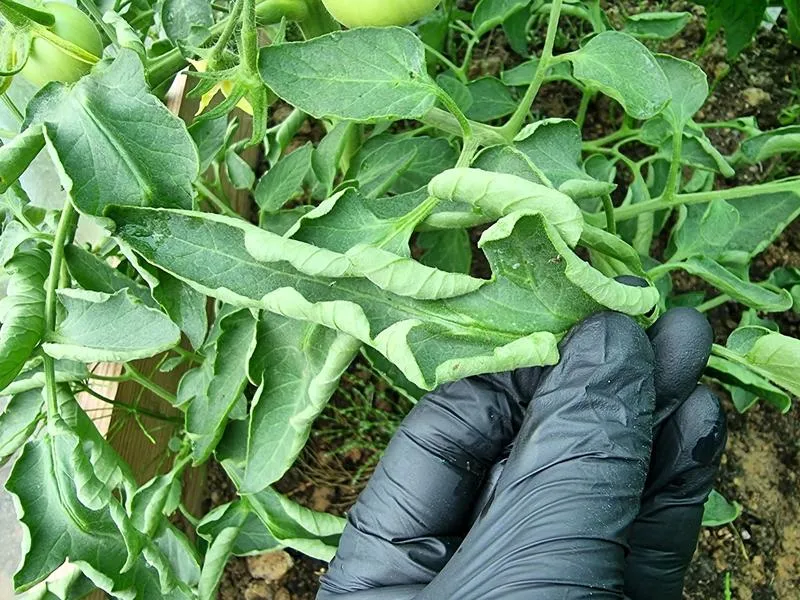 Zwijanie liści pomidorów